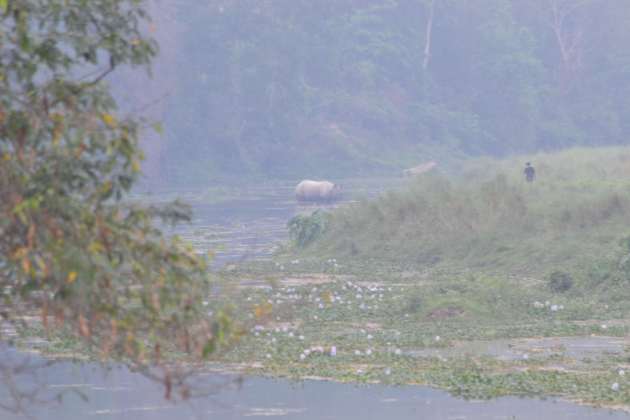 A rhino seen crossing the river - a first day sighting by our eagle eyed guide. The figure to the right is an uber-confident ranger